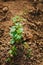 Growing hops from soil. Field of young hops in Slovakia during spring