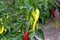 Growing hot pepper in open ground. Seasonings and spices in cooking