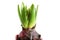 Growing hyacinth