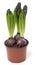 Growing hyacinth flower bulb in pot