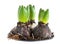 Growing hyacinth macro isolated