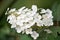 Growing Hydrangea white Flowers in macro