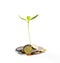 Growing investment with coins and plant