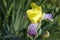 Growing iris flower with yellow and violet petals