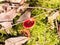 growing large red scarlet elf cups on forest moss damp floor mus