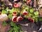 growing large red scarlet elf cups on forest moss damp floor mus