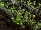 Growing leaf vegetables from seeds. Macro shot of small seedlings growing in plastic pot on the windowsill. Indoor gardening and