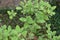 Growing Lemon Balm spice herb