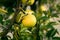 Growing lemon tree closeup