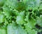 Growing the lettuce Lactuca sativa