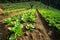 Growing lettuce in rows in the vegetable garden