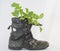 Growing lettuce in a shoe, on a white background a worn army boot, lettuce green in a shoe