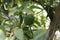 Growing lime on tree with green leaves