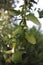 Growing lime on tree with green leaves