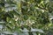 Growing lime on tree with green leaves