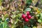 Growing lingonberries in the woods close up