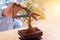 Growing little bonsai tree