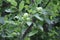 Growing with lots of small green apple  in Malana,Kutla,kasol, Himachal Pradesh, India