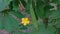 The growing luffa sponge gourd plant