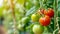 Growing Lush Green and Vibrant Red Tomatoes: Exploring Agriculture and the Wonders of a Garden