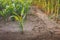 Growing maize seedlings on dry soil.