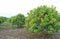 Growing Mango field in valley of Thailand