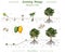 Growing mango illustration from seed to be harvested