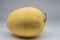 Growing mature golden yellow Chinese Hami melon