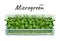 Growing microgreen peas