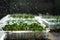 Growing microgreen in plastic trays. Germinating seeds for vegan eco food. Set of different plants. House garden on the