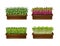 Growing microgreen seedlings