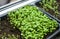 Growing microgreens with artificial lighting. Microgreens grow in the ground. Defocus