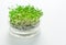 Growing microgreens and cress in glass seed tray