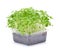 Growing microgreens on white background