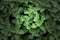 Growing mint leaves closeup.