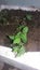 Growing  mint plant