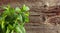 Growing mint.  Selective focus