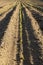 a growing monoculture of sweet corn in sunny weather