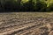 a growing monoculture of sweet corn in sunny weather