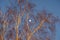 The growing moon in the blue evening sky among a huge birch tree in blur, illuminated by the setting sun