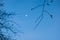 The growing moon is visible in the blue clear sky through the bare branches of spring trees