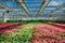 Growing multicolored begonia flower seedlings in modern hydroponic greenhouse