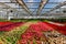 Growing multicolored begonia flower seedlings in modern hydroponic greenhouse