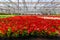 Growing multicolored begonia flower seedlings in modern hydroponic greenhouse