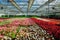 Growing multicolored begonia flower seedlings in modern hydroponic greenhouse