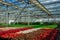 Growing multicolored begonia flower seedlings in modern hydroponic greenhouse