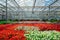 Growing multicolored begonia flower seedlings in modern hydroponic greenhouse