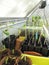 Growing multiple vegetable seedlings indoors