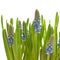 Growing muscari isolated on white