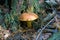 Growing mushroom in the autumn forest